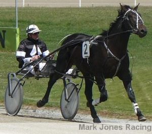 Itz Bettor To Win, shown trialling as a 2YO for the Mark Jones stable. After being sold, he has been a $100,000 winner for the Mark Purdon/Nat Rasmussen stable.