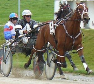 Fair Dinkum Bromac, after 10 non-winning starts, slips back  to the C1 grade at Rangiora on Sunday.