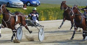 Delightful Memphis puts in a winning run wide on debut for Blair Orange in the $25,000 'Sweet Lou' Leonard Memorial Stakes at Addington.