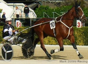 Sunoflindenny, back on track with improved showing last start and a chance again at Addington on Friday night.