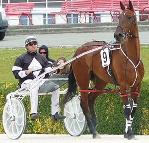 Anika Lindenny, the latest winner for the Mark Jones stable, at Addington on Sunday, May 8.