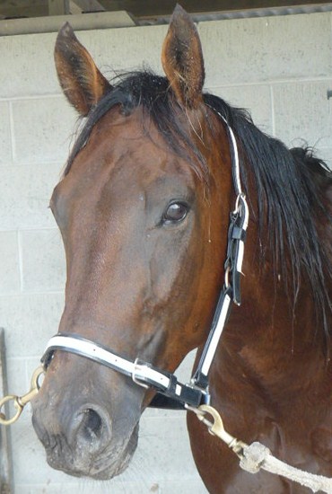 Ardlussa Express, after his Motukarara workout run.