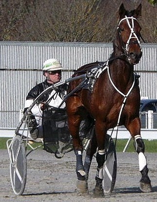 Commander Jewel, promising CR Commando trotting filly. Commander_Jewel