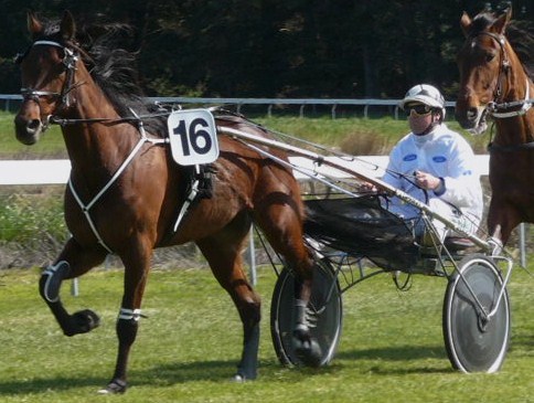 Guadeloupe, who wears the owners registered white colours, with a blue and white Dunedin City Ford logo.
