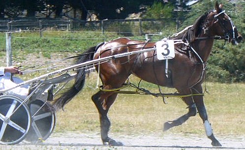 Long Cool Woman, returns after winning her Rangiora mobile 2000m qualifying pace in 2:33.5. Long Cool Woman