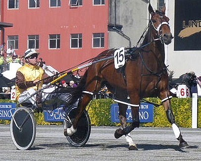 Mah Sish, warms up before dealing to his 4-6 win rivals on NZ Cup day. Mah_Sish_cup_day