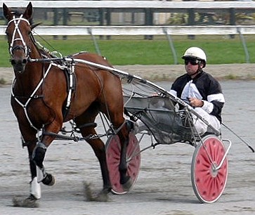Rockabella comes from last to wear down Twilight Rascal at the Rangiora trials. Rockabella