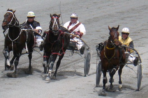 Unique Chance finishes well late wide for 2nd to Lord Jowers in his Addington qualifier. U_Chance_qualifier