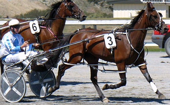 Holme Fire, now the winner of two Nevele R Fillies Heats. fire