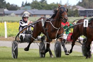 Perissa, on the improve last week and looks well-graded to win the claiming race at Rangiora on Sunday. (Race Images photo).