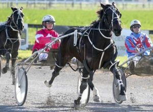Glenferrie Classic, racing generously for the Mark Jones stable and driver Sam Ottley. They have an each-way chance again at Addington on Sunday. Race Images photo).