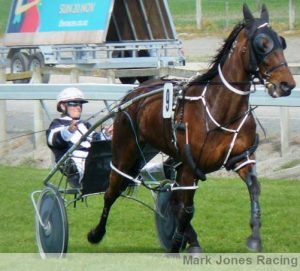 Perissa, looking for a good showing of speed from the back row in the Mid Canterbury Trotting Owners Ladies Mile at Ashburton on Monday.