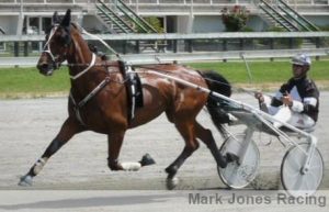 Master Lavros looks big and bold in the early stages of Tuesday's Rangiora trial for Regan Todd.