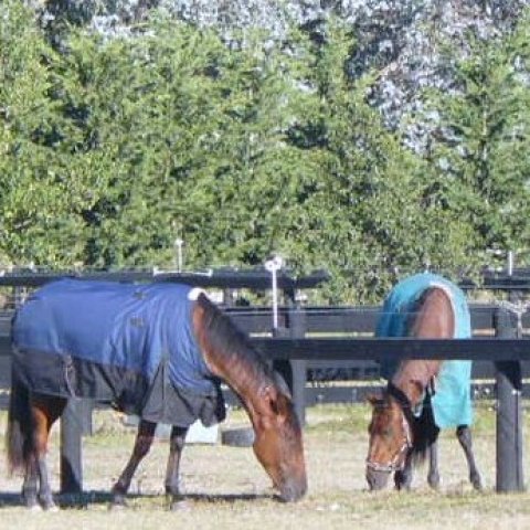 Horses grazing