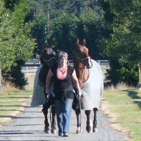 Horses being led